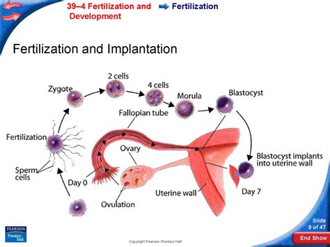 39 4 fertilization and development