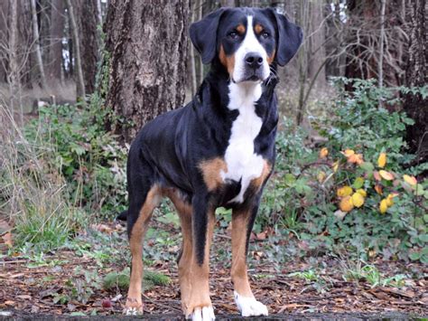 39 Greater Swiss Mountain Dog Puppies For Sale