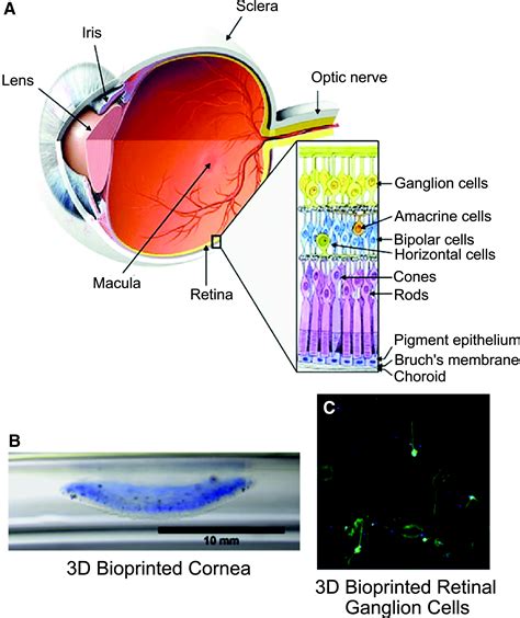 3D Bioprinted Retina: Fighting Incurable Blindness with Advanced Tech (2025)