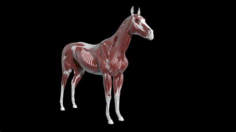 3D Horse Anatomy Models TurboSquid