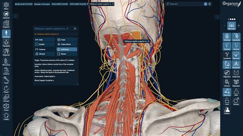 3D Organon Steam'de.