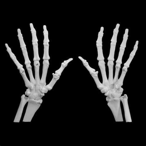 3D Printable Hand bones by Scan The World