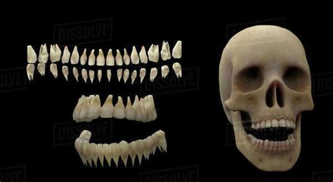 3D rendering of human teeth and skull. Stock Photo Dissolve