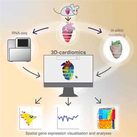 3D-Cardiomics: Heart Transcriptomics in Three Dimensions