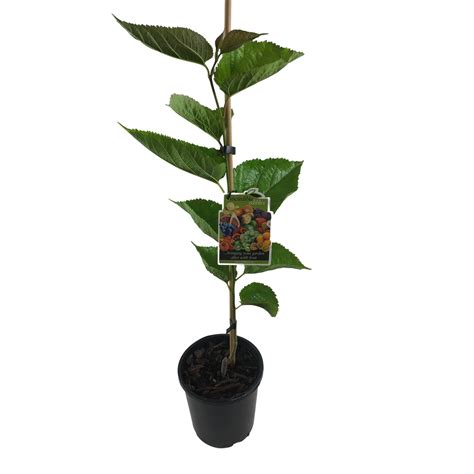 3L Mulberry Hicks Early - Morus species - Bunnings New Zealand