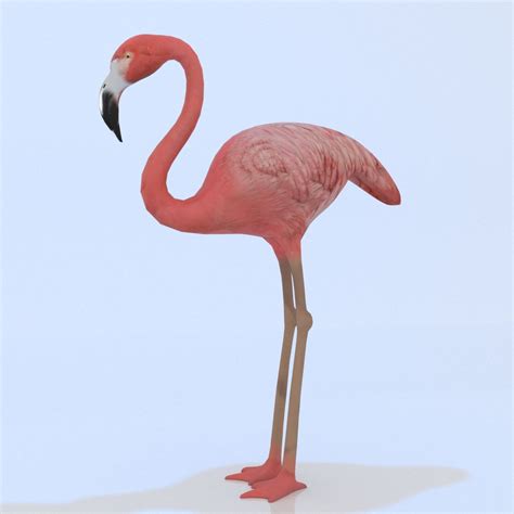 3d Flamingo