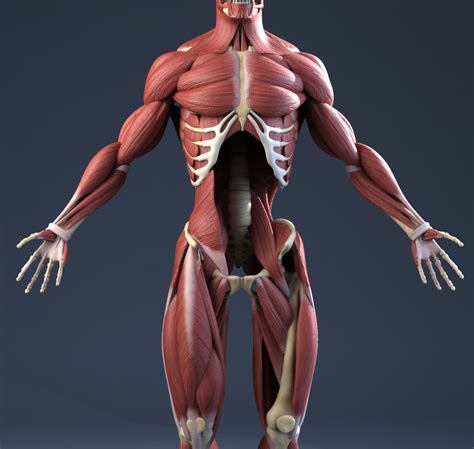 Skeleton, muscle paintings 1. Human skeleton with muscle paintings. Plastic model of human skeleton. Muscle origins in red and insertions in blue are painted on the right side. On the left half, skeletal features are number coded. Skeleton, muscle paintings 2. Painted muscle attachments, more than 300 numbered features, flexible spine with ....