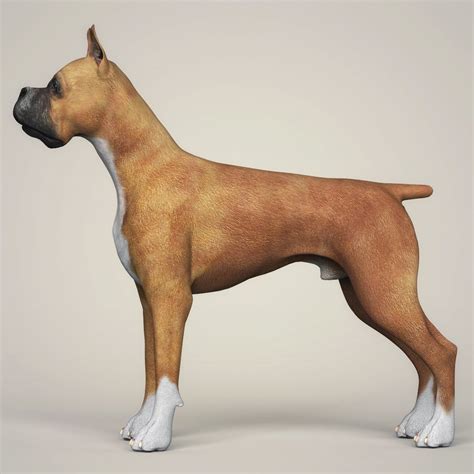 3d dogporn. Things To Know About 3d dogporn. 