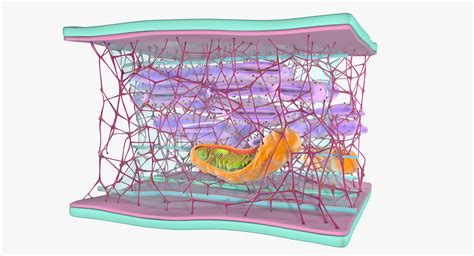 3d Model Of Cytoskeleton