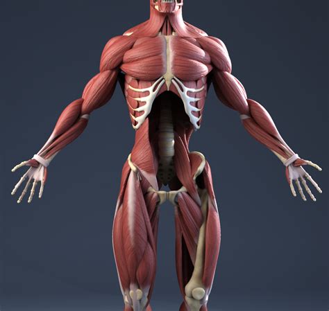 3d muscle anatomy free