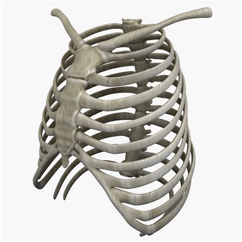 3d Rib Cage   Behold The World 8217 S First 3d Printed - 3d Rib Cage