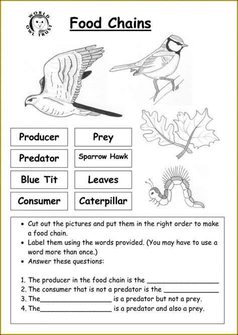 3rd Grade Food Chain Worksheet