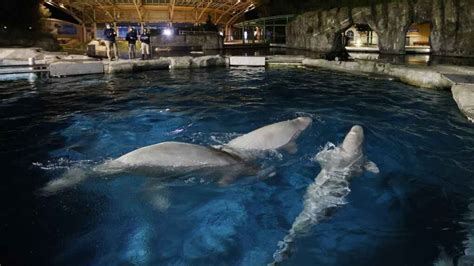 3rd Marineland beluga that moved to U.S. aquarium dies