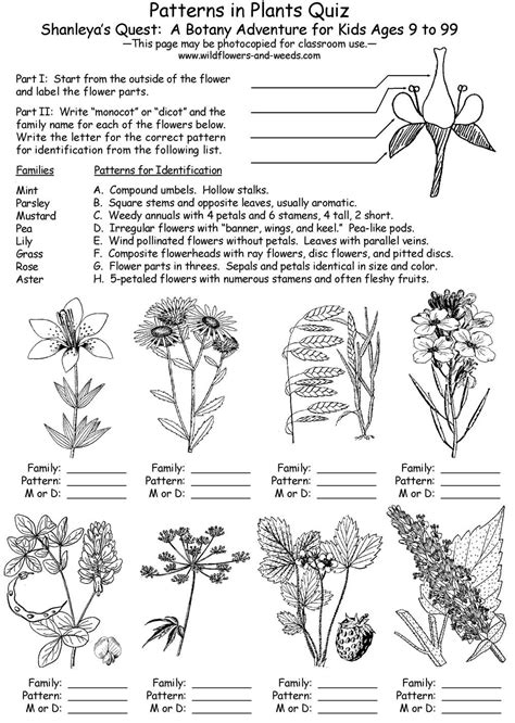 3rd Grade Plants And Botany Worksheets Teachervision Plant Worksheets 3rd Grade - Plant Worksheets 3rd Grade