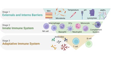 3rd Line Defense Immune System