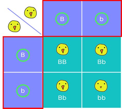 The Punnett square is a diagram that is used to predict an outcome of a particular cross or breeding experiment. The Punnett square calculator is an online tool that allows you to setup traits of the parents to predict frequency of occurence of particular genotype and phenotype in progenies. To use Punnett square please follow link below.. 
