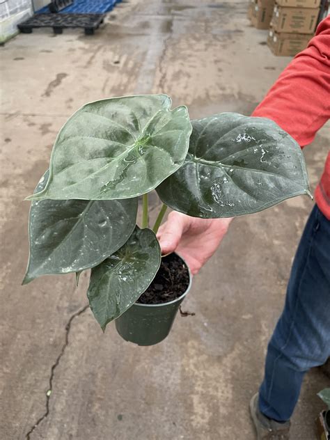 4" Alocasia