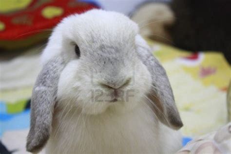 4,141 Lop Rabbit Stock Photos and Images - 123RF