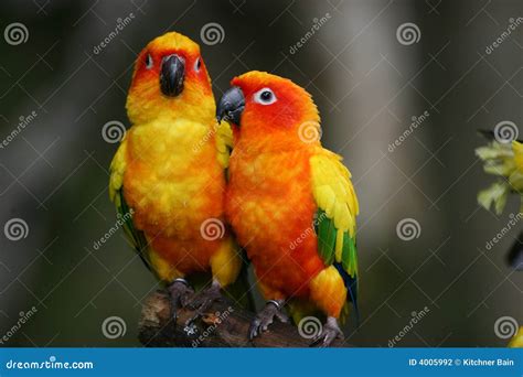 4,300+ Conure Bird Stock Photos, Pictures & Royalty-Free Images