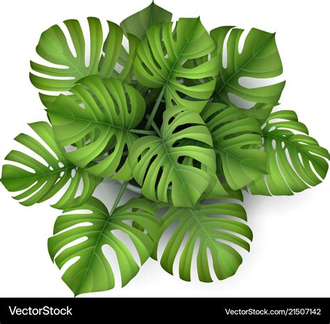 4,600+ Potted Monstera Illustrations, Royalty-Free Vector ... - iStock