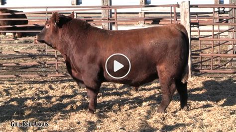 4/1/23 Botts Angus Ranch - Annual Bull Sale DVAuction