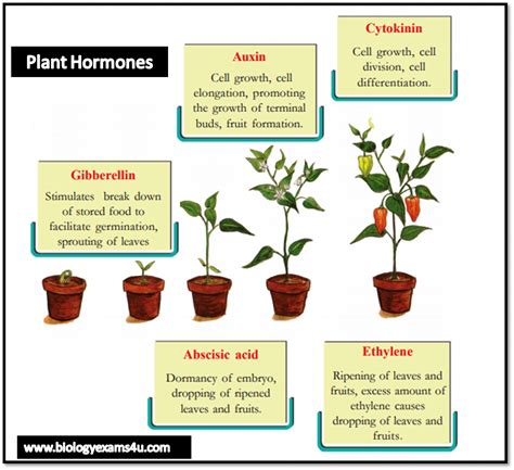 4 2 Plant Hormones Biology Libretexts Plant Hormones Worksheet - Plant Hormones Worksheet
