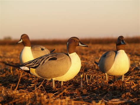 4 AVERY GREENHEAD GEAR PINTAIL DRAKE FLOATER DUCK …