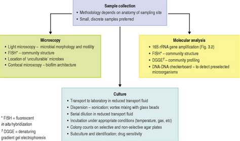 4 Acquisition, adherence, distribution and functions of the