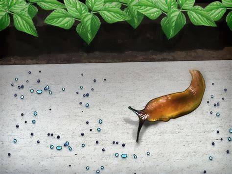 4 Cara untuk Membasmi Siput Kebun - wikiHow - raincitystudios.com