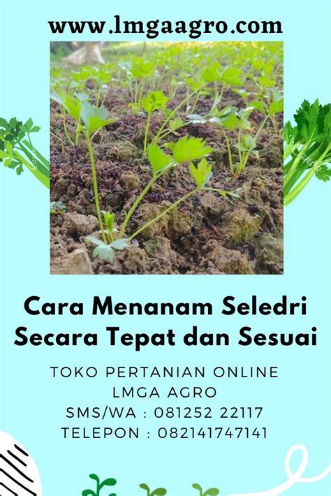 4 Cara untuk Menanam Seledri - wikiHow - raincitystudios.com