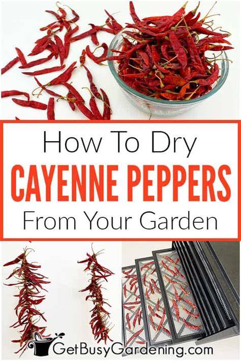 4 Easy Ways To Dry Cayenne Peppers - Get Busy … - raincitystudios.com