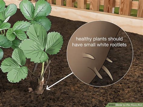4 Easy Ways to Fix Root Rot - wikiHow - raincitystudios.com