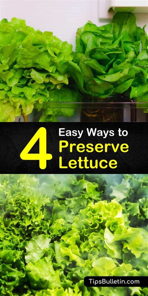 4 Easy Ways to Preserve Lettuce - Tips Bulletin