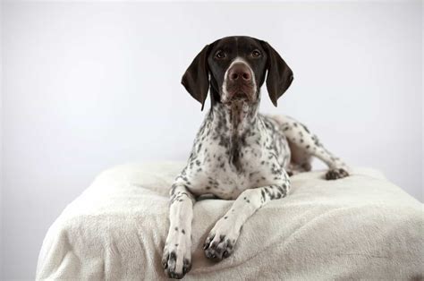 4 German Shorthaired Pointer Colors + Color …