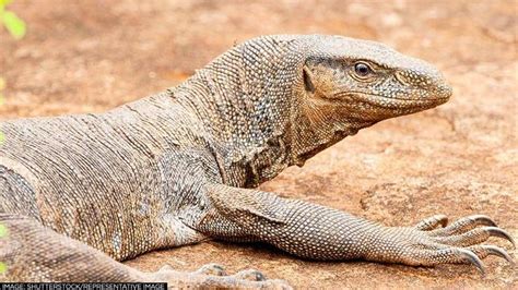 4 Held For Raping Bengal Monitor Lizard In Sahyadri Tiger …