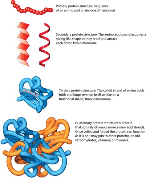 4 Levels of Protein Structure explained with example - YouTube