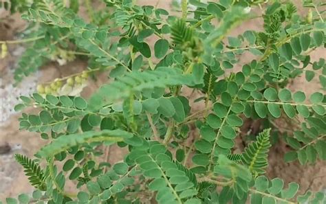 4 Methods for Astragalus Root Extraction. 