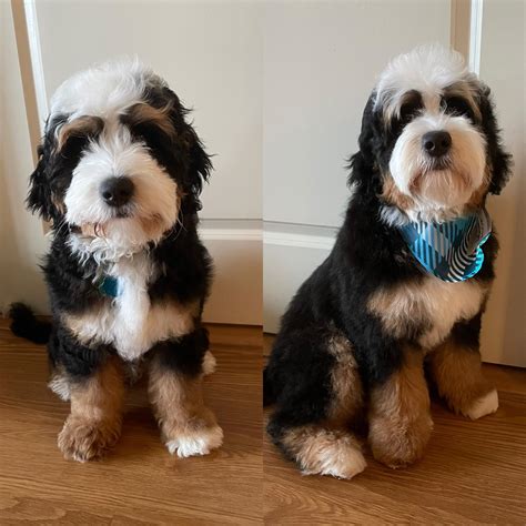 4 Month Old Bernedoodle Puppy
