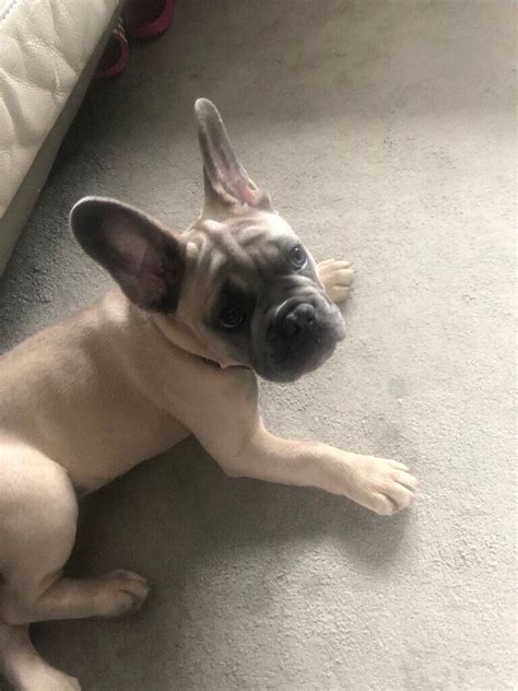 4 Month Old French Bulldog Puppy