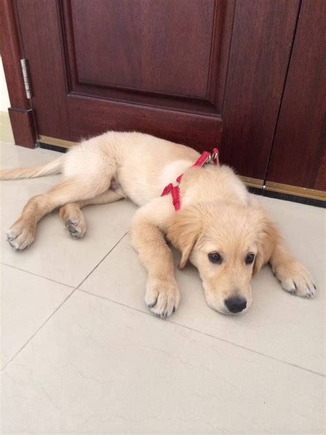 4 Month Old Golden Retriever Puppy