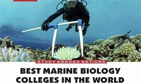 4 Online Marine Biology Degree Programs - raincitystudios.com