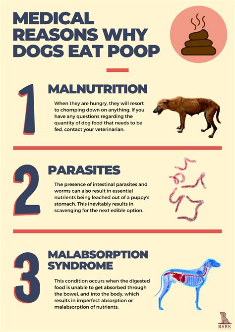 4 Reasons Why Your Dog Eats Poop--Should You …