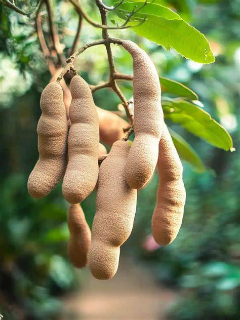 4 Secrets to Thriving Outdoor Tamarind - raincitystudios.com