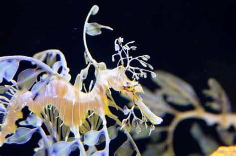 4 Spesies Ikan Naga Mirip Kuda Laut - raincitystudios.com