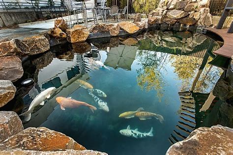 4 Types Of Ponds Best For Fish Farming (Beginners … - raincitystudios.com