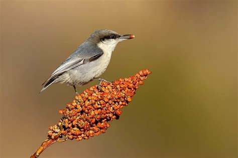 4 Types of Nuthatches & How to Identify Each - songbirdhub.com