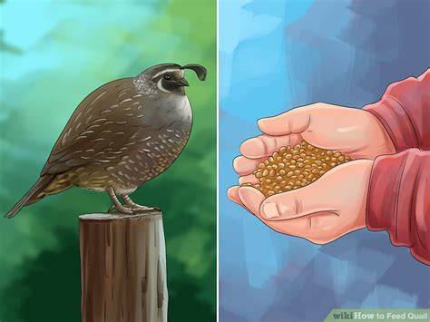 4 Ways to Feed Quail - wikiHow - raincitystudios.com