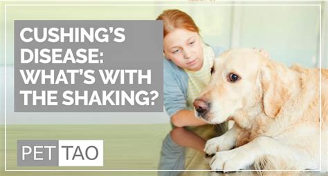 4 Ways to Treat a Dog with Cushing