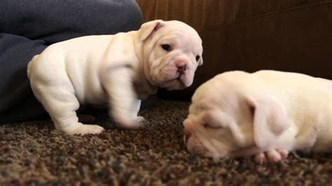4 Week Old Bulldog Puppies