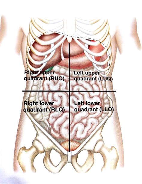 4 Abdominal Quadrants